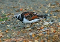 turnstone, turnstones-1